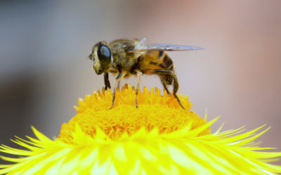 Drone-fly, Eristalis tenax on a Strawflower